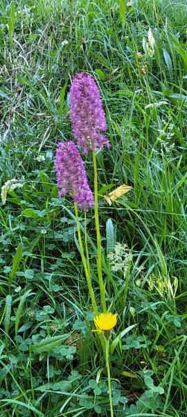 pyramid orchid
